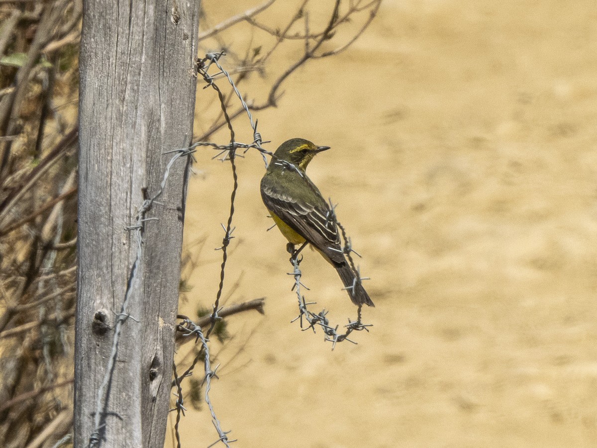 Yellow-browed Tyrant - ML624413099