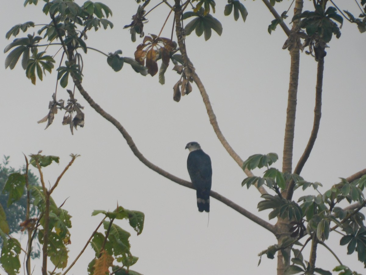Gray-headed Kite - ML624413104