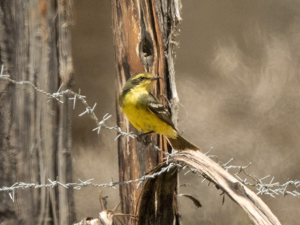Yellow-browed Tyrant - ML624413109