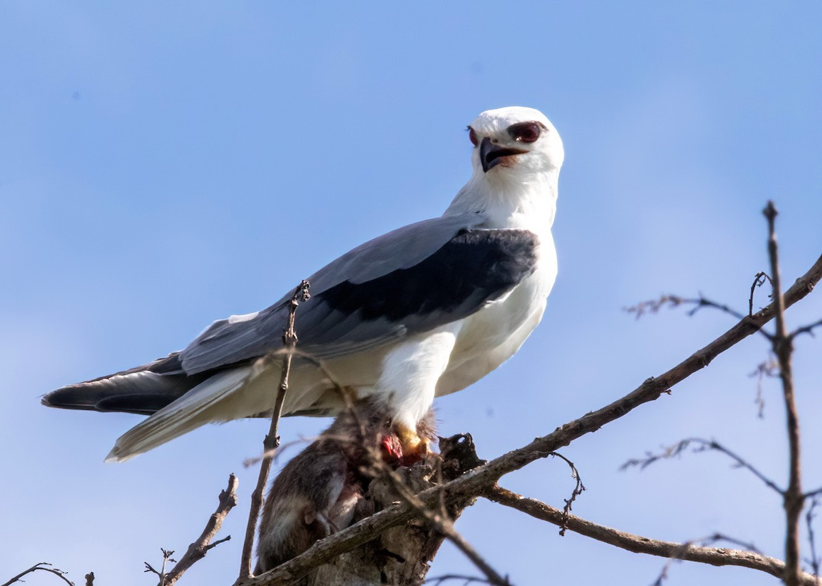 Black-winged Kite - ML624413366