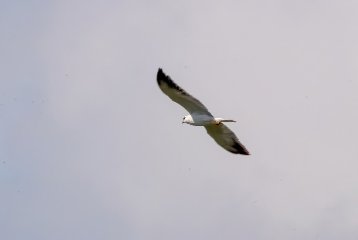 Black-winged Kite - ML624413367