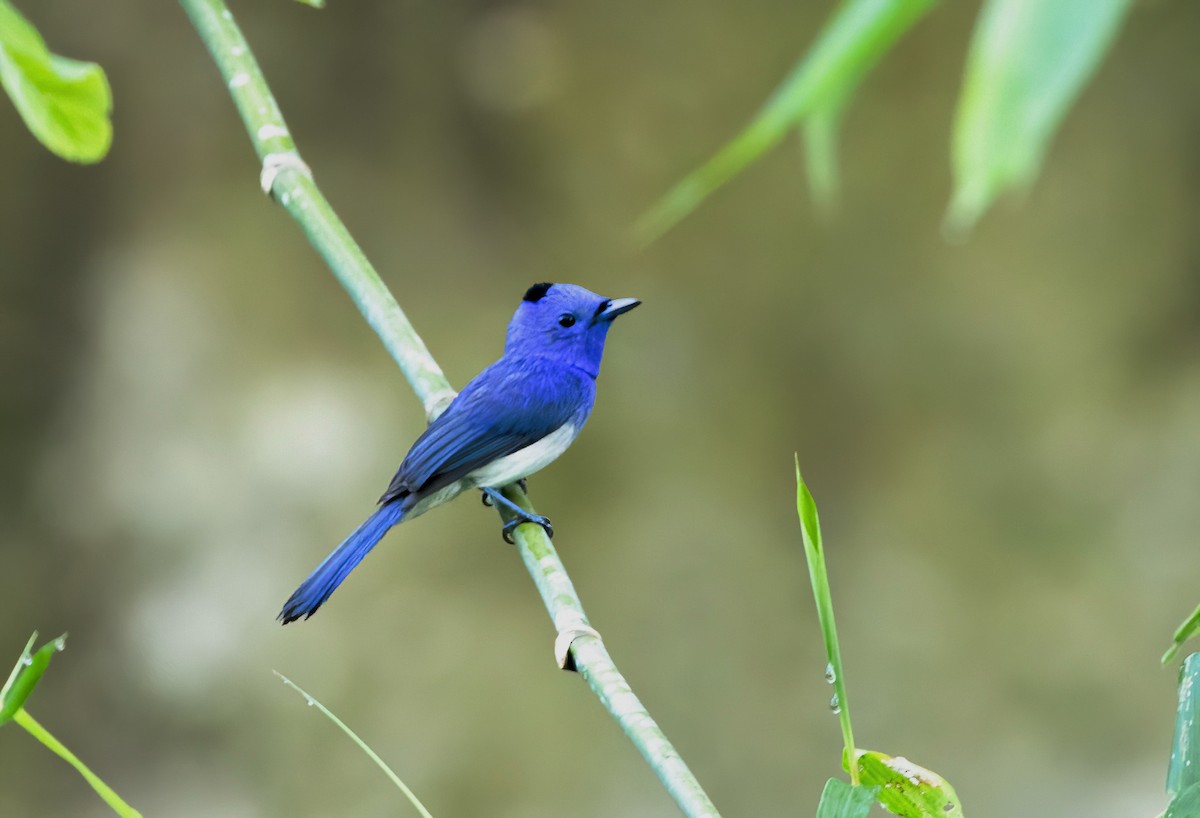 Black-naped Monarch - ML624413369