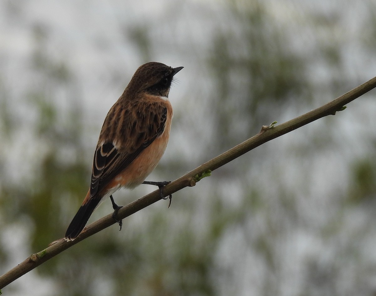 Amur Stonechat - Gerald Moore