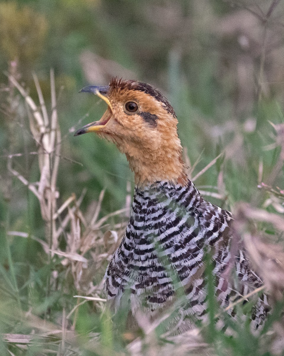 frankolín rezavohlavý - ML624413554