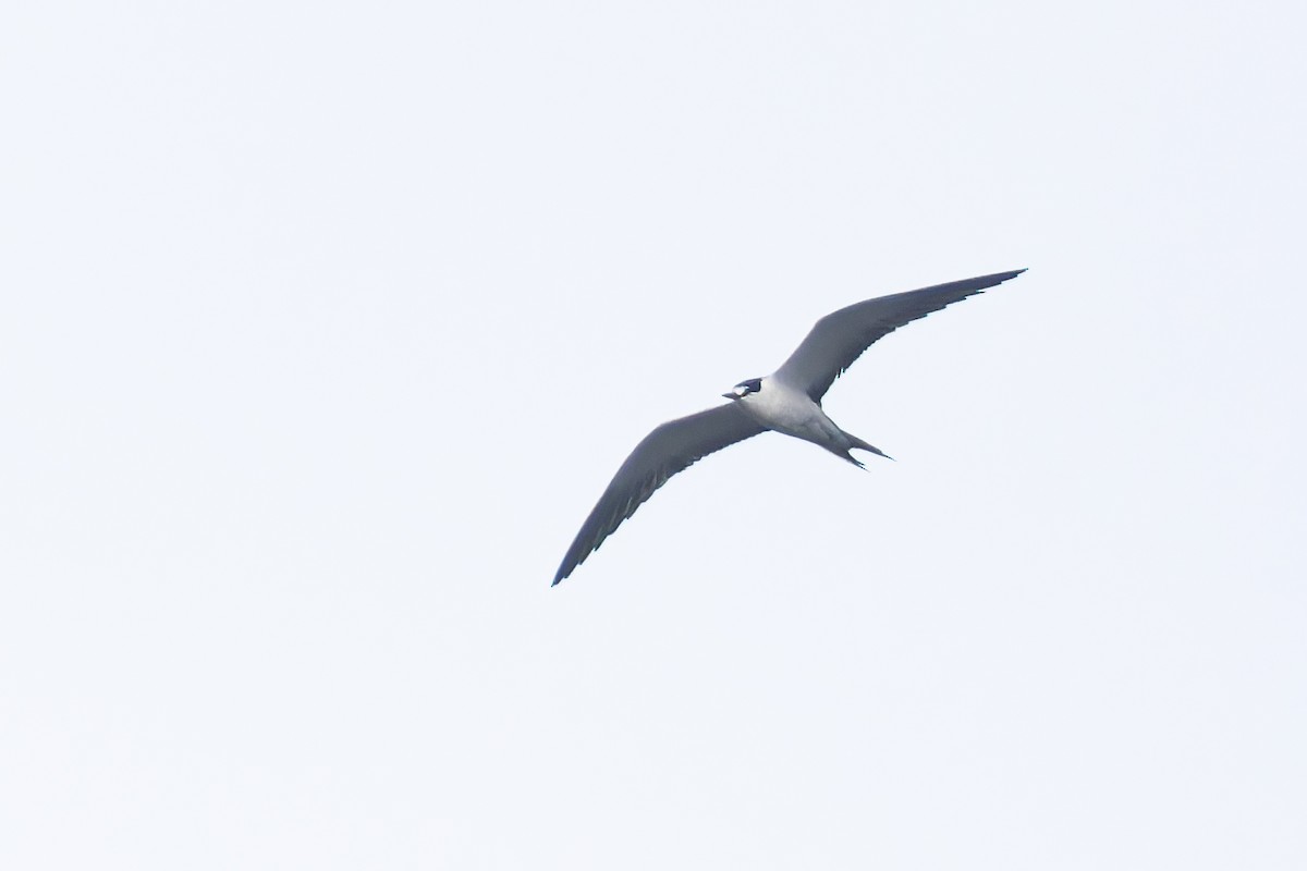 Sooty Tern - ML624413724