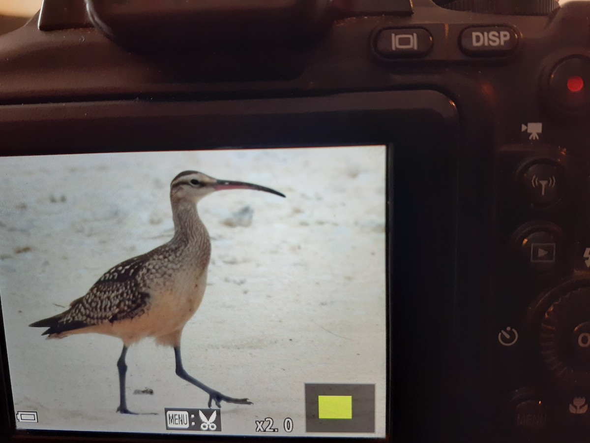 Bristle-thighed Curlew - Cos van Wermeskerken