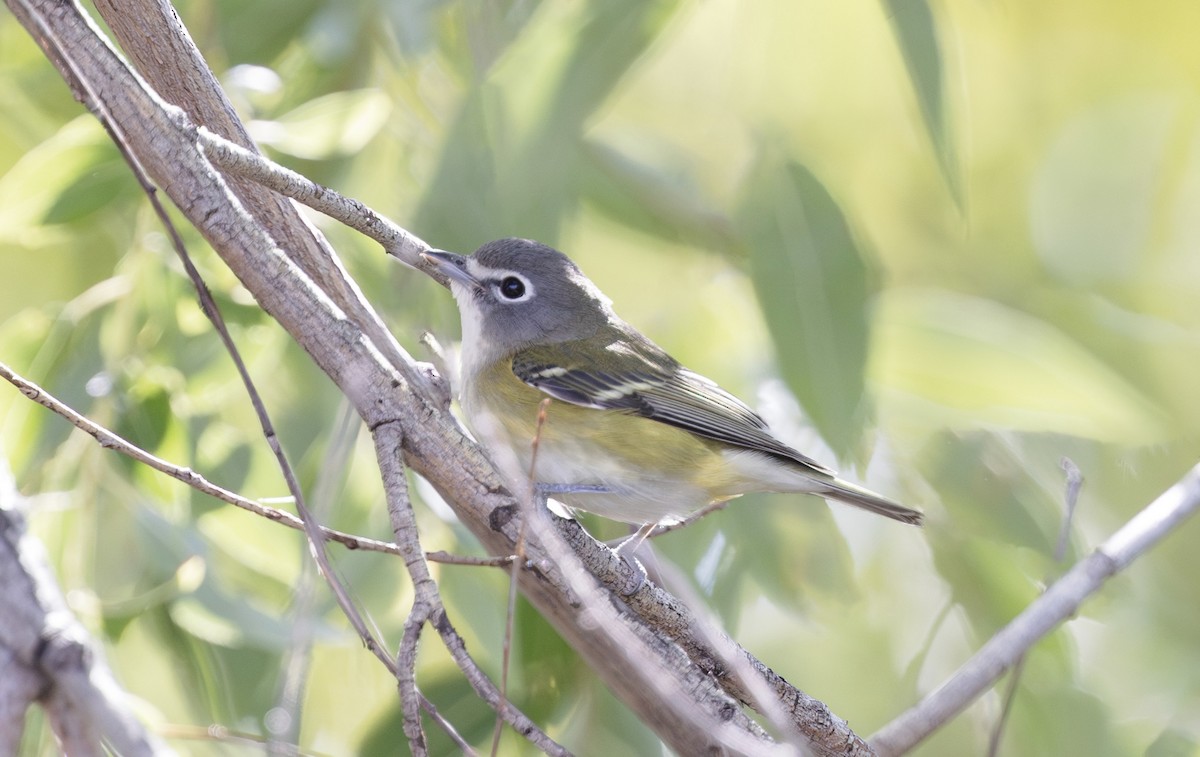 Blue-headed Vireo - Timo Mitzen