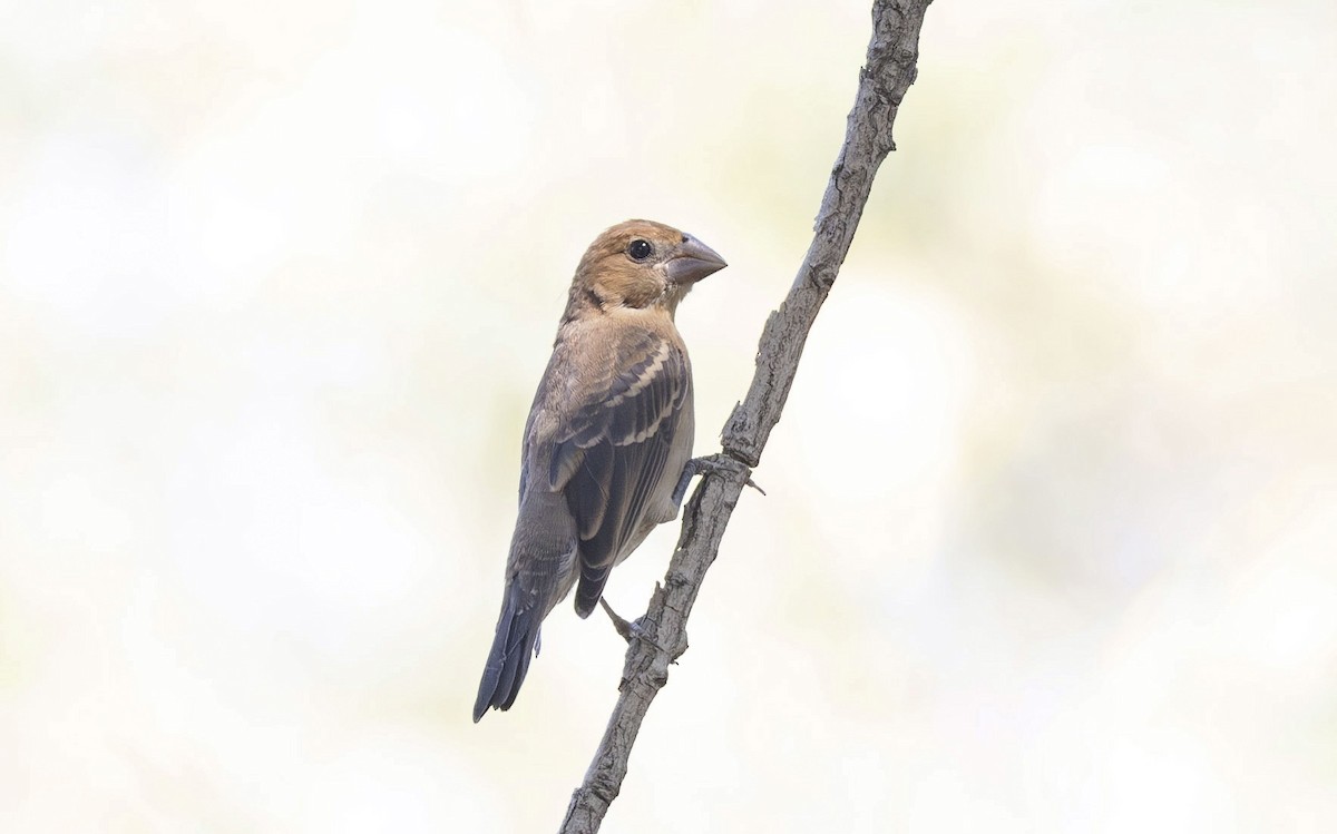 Blue Grosbeak - Timo Mitzen