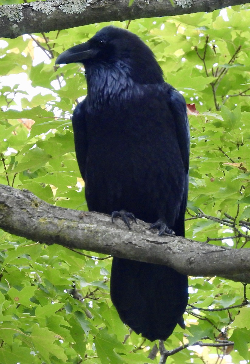 Common Raven - ML624414225