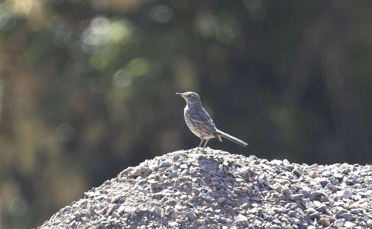 Sage Thrasher - Timo Mitzen