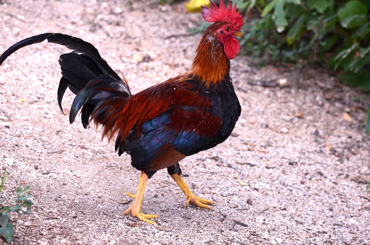 Red Junglefowl (Domestic type) - ML624414313