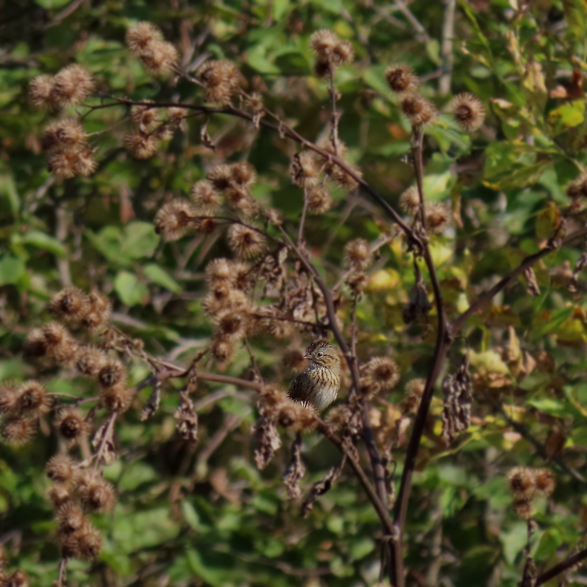 gråbrynspurv - ML624414432