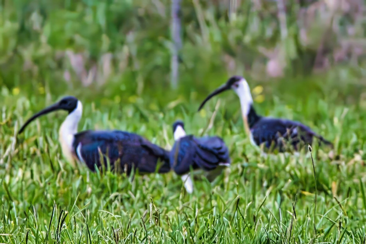 Straw-necked Ibis - ML624414434