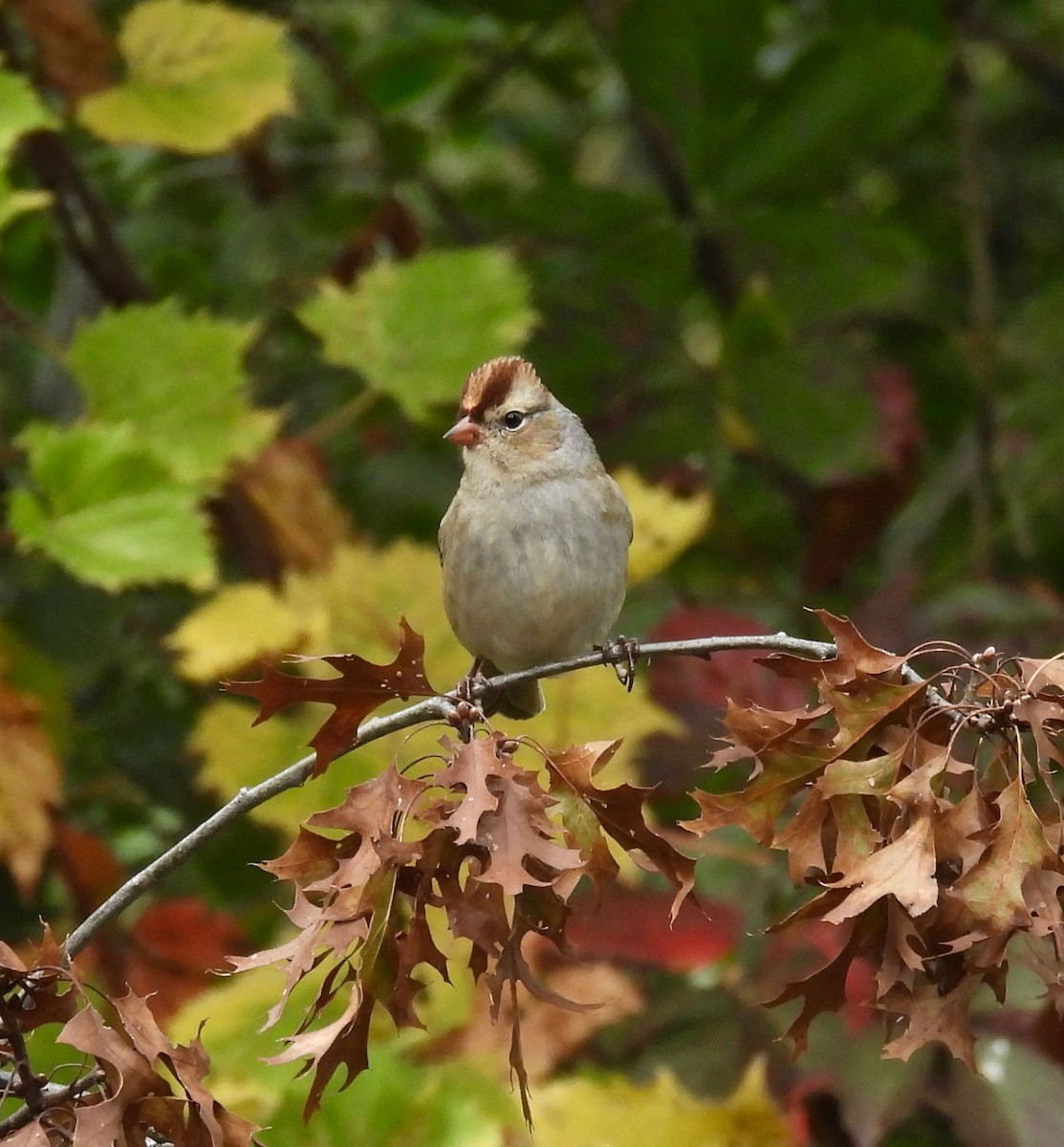 White-crowned Sparrow - ML624414456