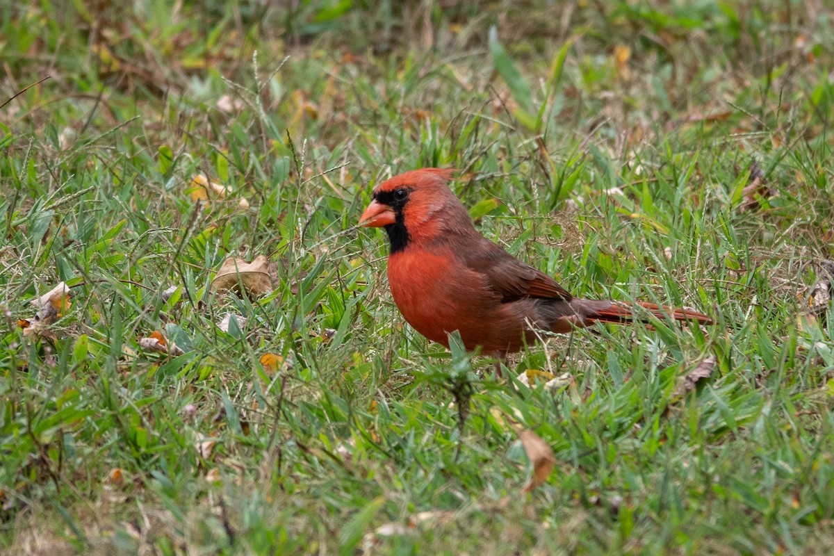 Northern Cardinal - ML624414598