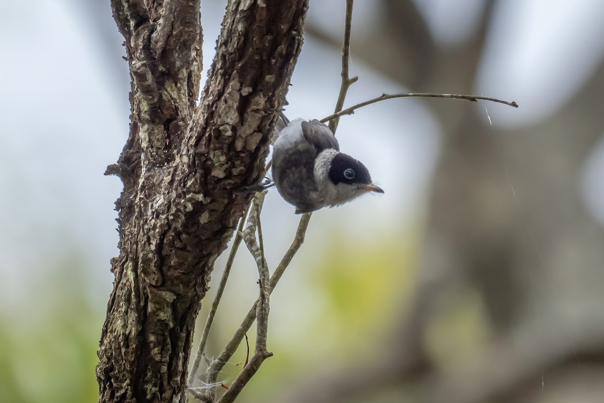 Pied Monarch - ML624414673