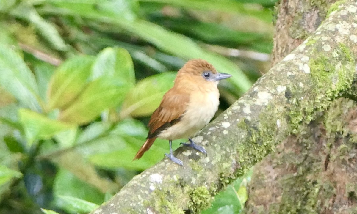 Угольный бекард - ML624414674