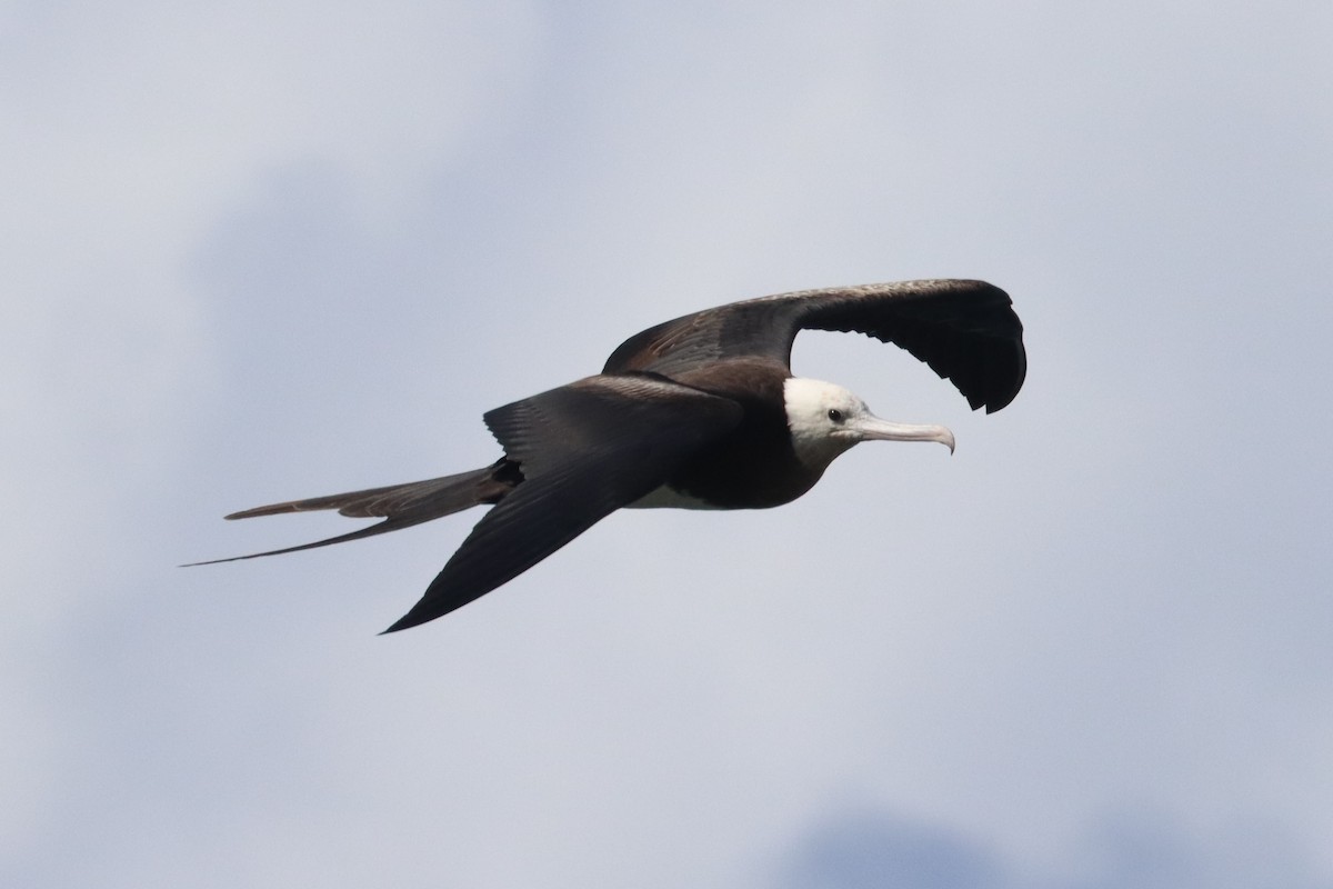 Great Frigatebird - ML624414730