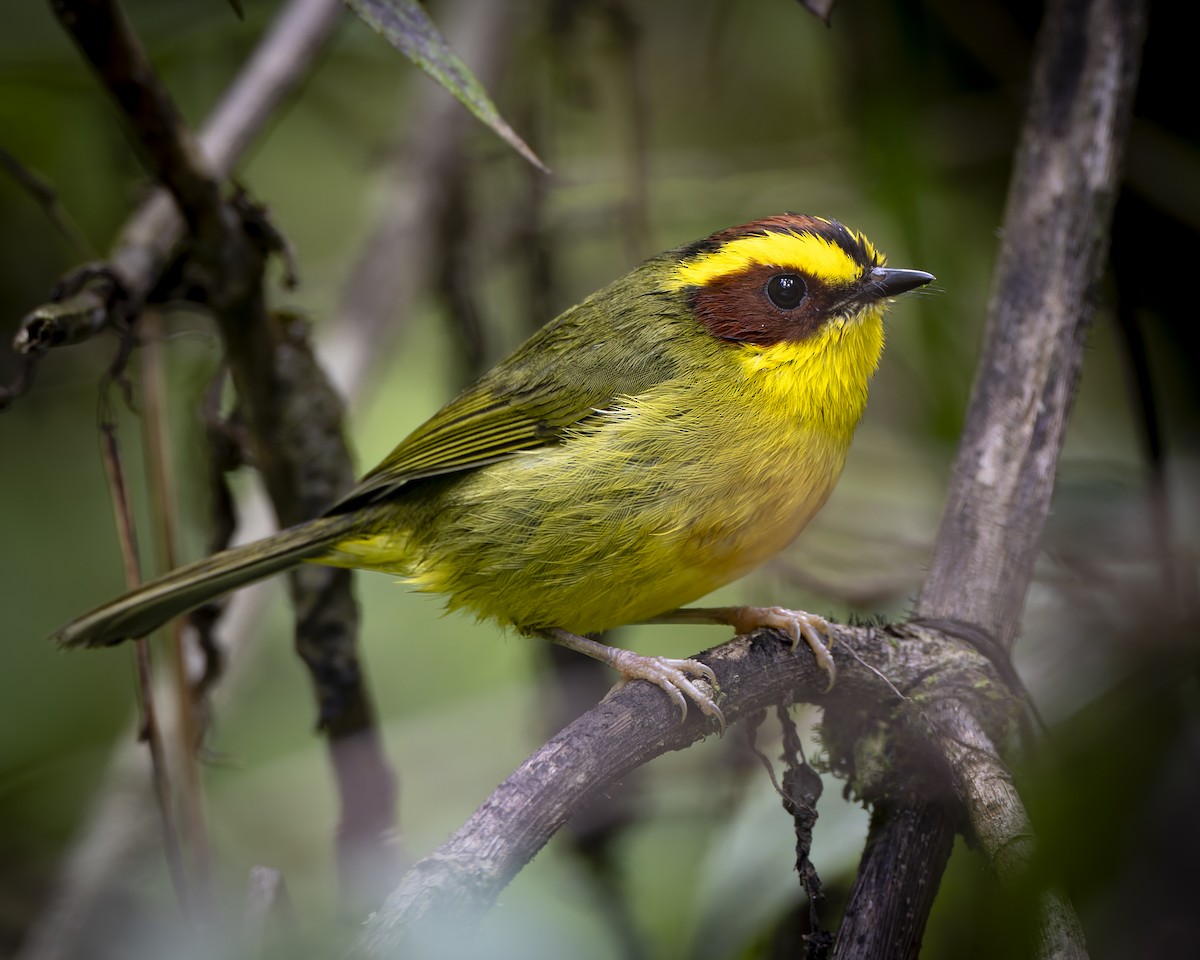 Golden-browed Warbler - ML624414990