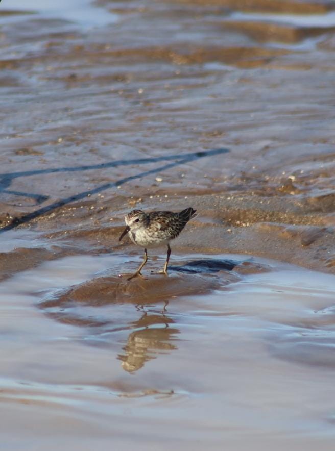 Least Sandpiper - ML624415026