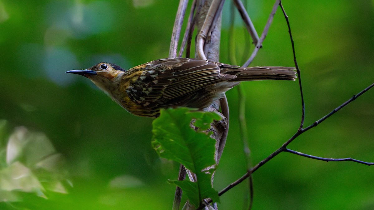 Macleay's Honeyeater - ML624415104