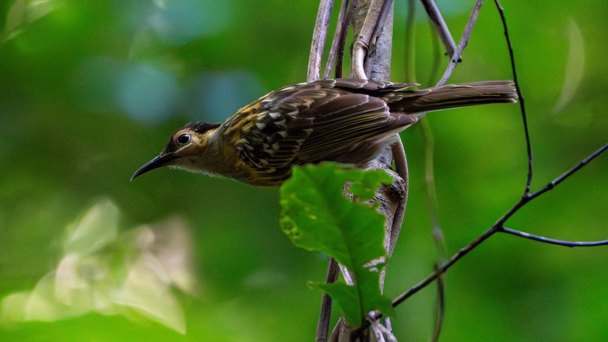 Macleay's Honeyeater - ML624415105