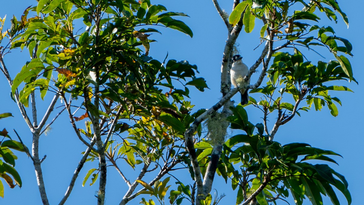 Forest Kingfisher - ML624415123