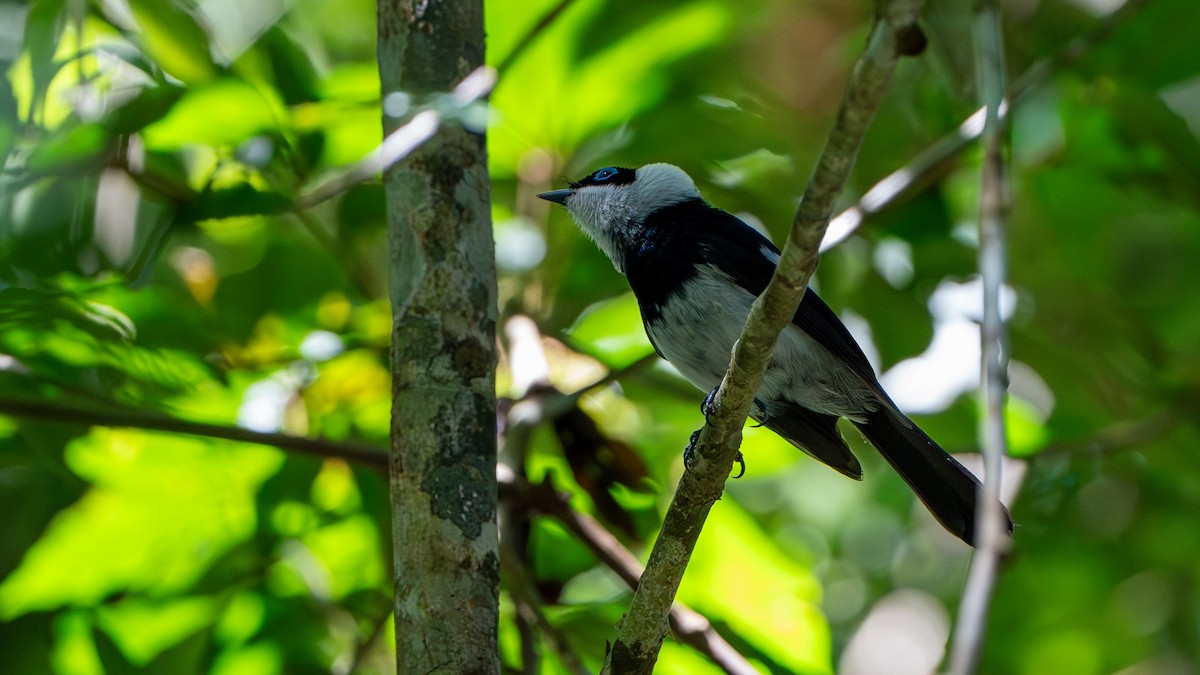 Pied Monarch - ML624415163