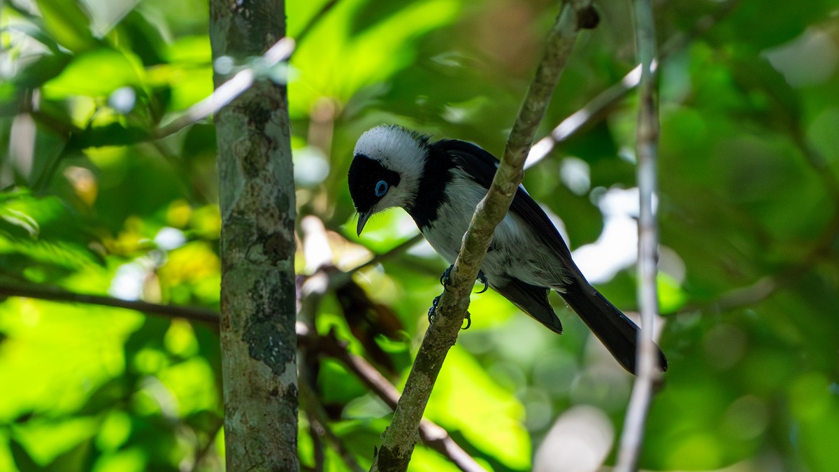 Pied Monarch - ML624415164