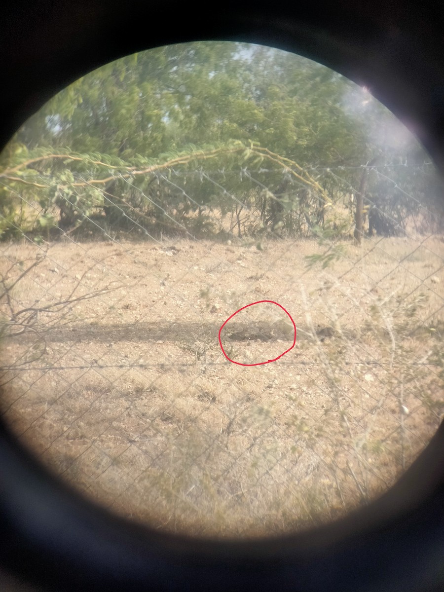 Chestnut-bellied Sandgrouse - ML624415282