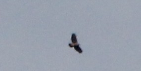 buse ou aigle sp. - ML624415391