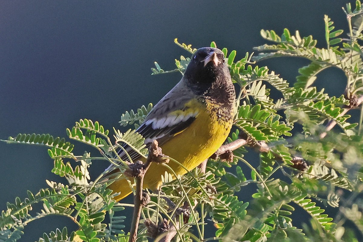 Scott's Oriole - ML624415664