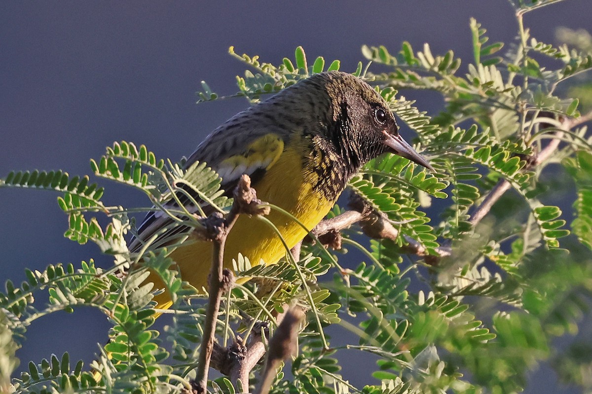 Scott's Oriole - ML624415665