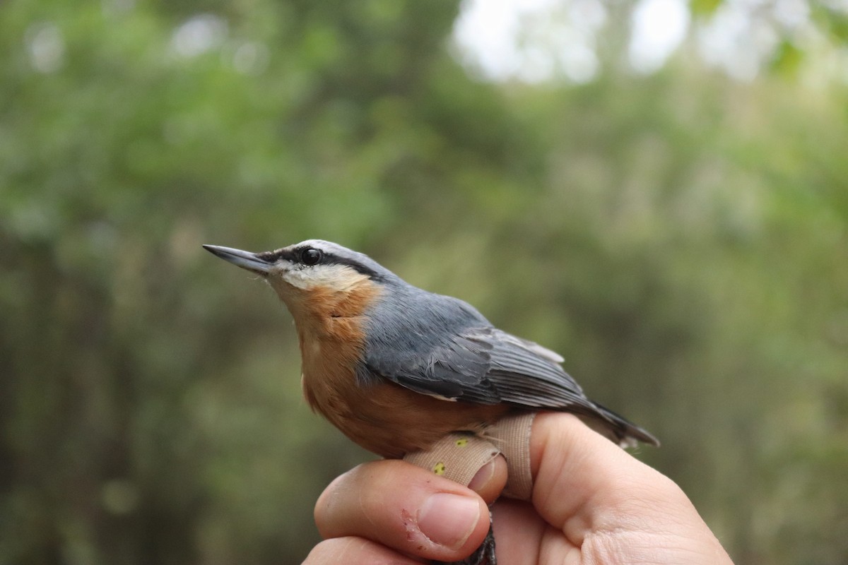 ゴジュウカラ - ML624415679