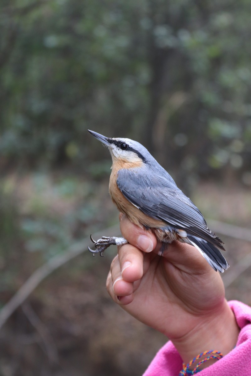 ゴジュウカラ - ML624415680