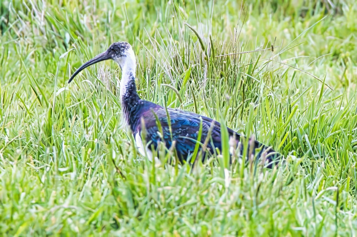 Straw-necked Ibis - ML624415699