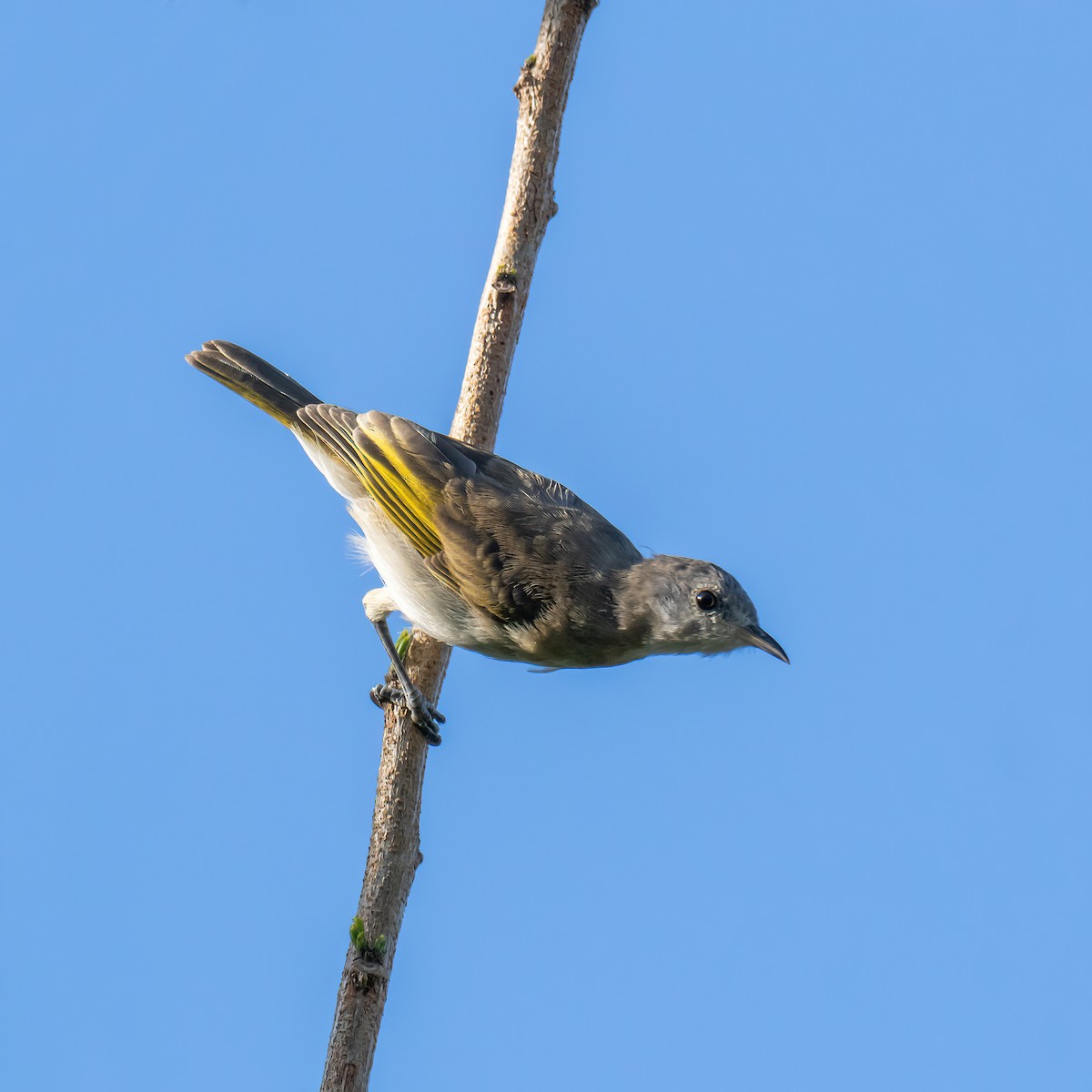 Rufous-banded Honeyeater - ML624415761