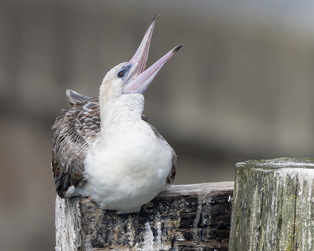 Red-footed Booby - ML624415943