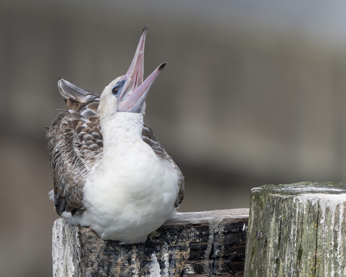 Red-footed Booby - ML624415944