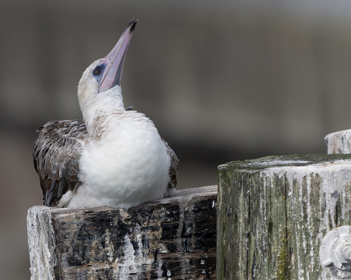 Red-footed Booby - ML624415945