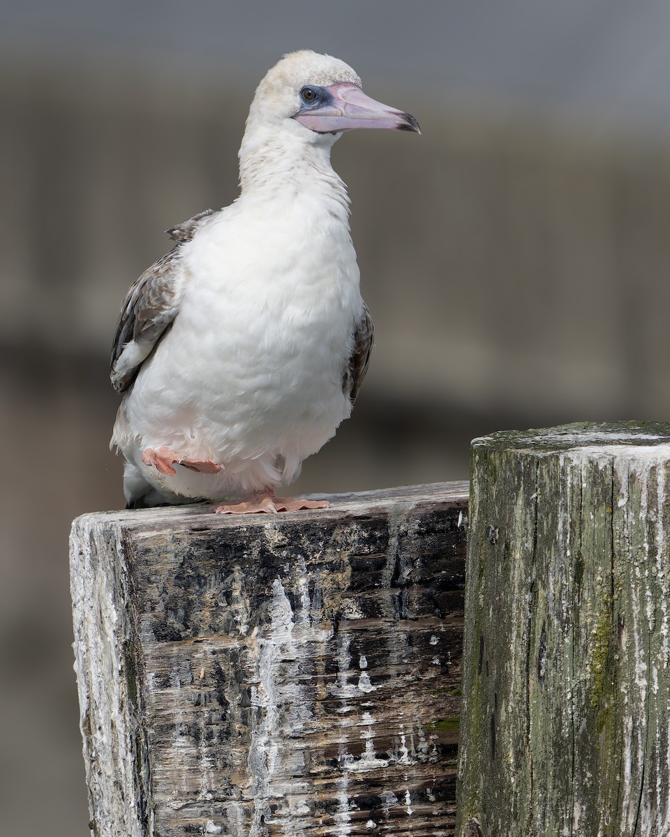 Red-footed Booby - Ali Kasperzak