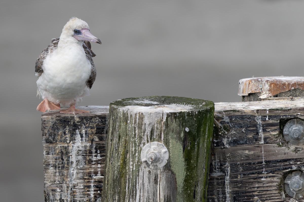 Red-footed Booby - ML624415947