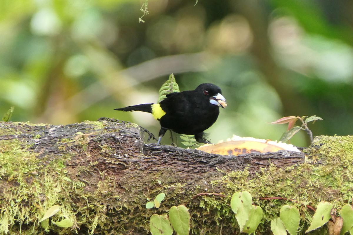 Flame-rumped Tanager - Don Hall