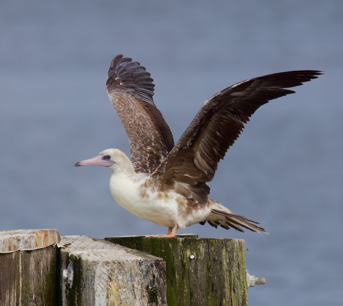 Red-footed Booby - ML624416230