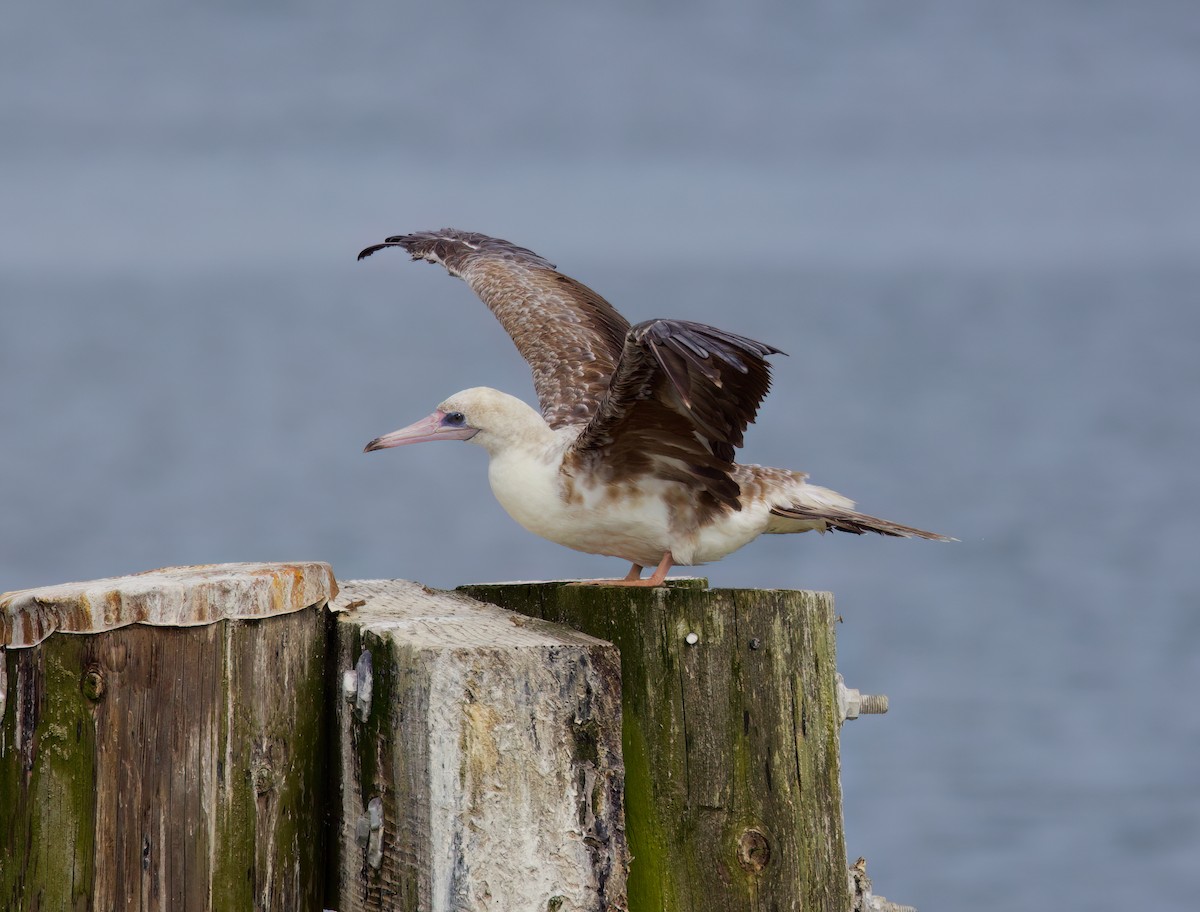 Red-footed Booby - ML624416231