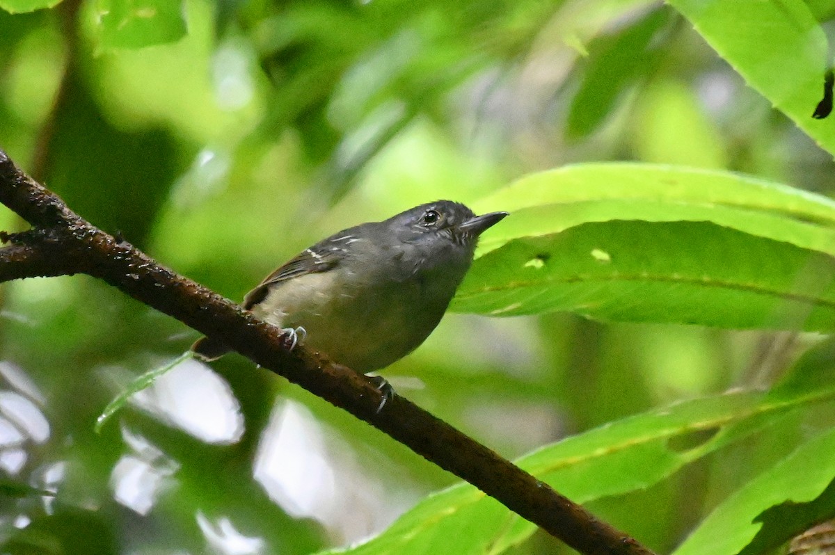 Slaty Antwren - Ryan O'Donnell