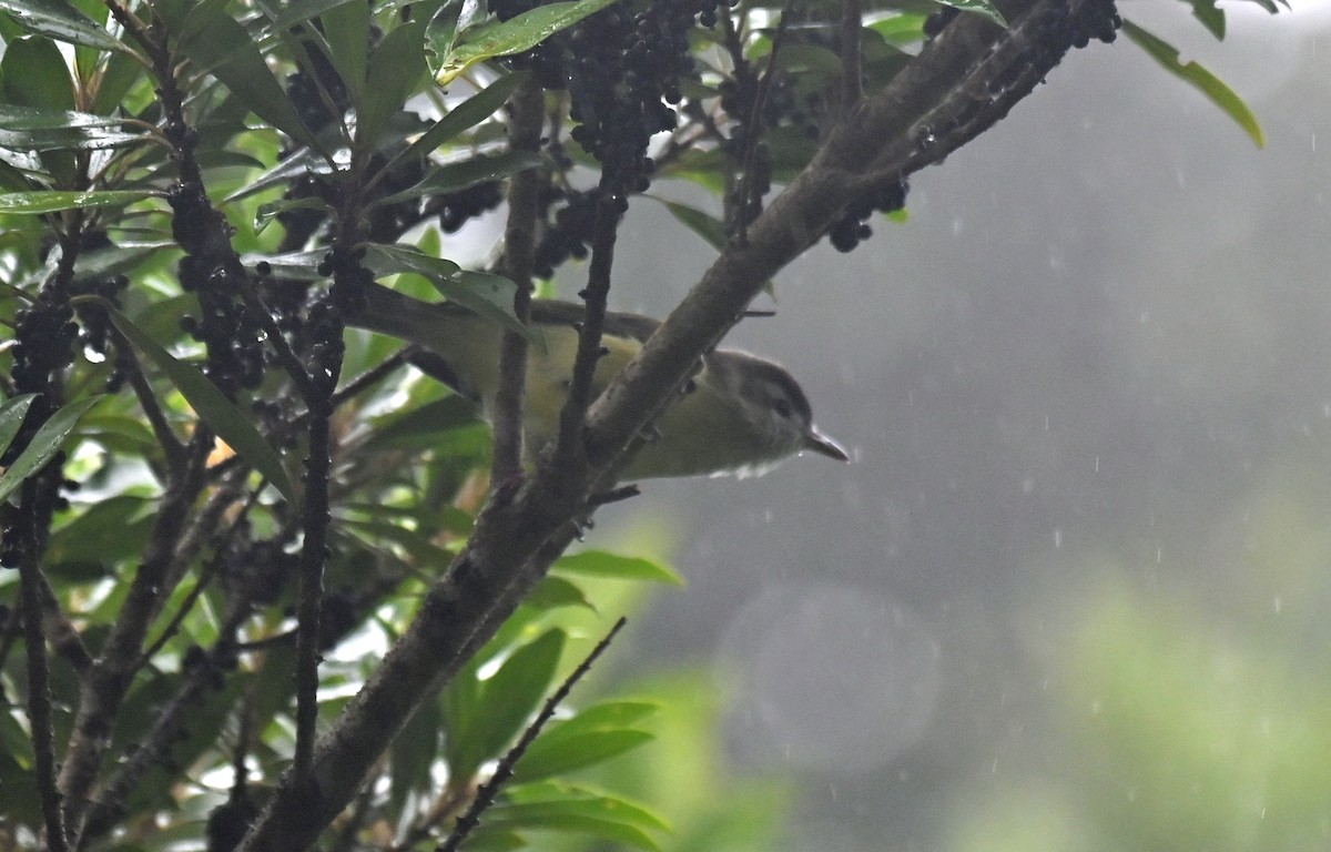 Brown-capped Vireo - ML624416285