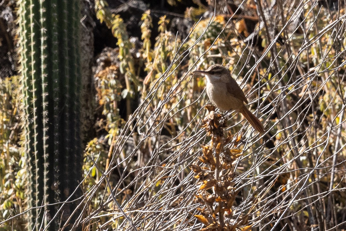 Bolivian Earthcreeper - ML624416291