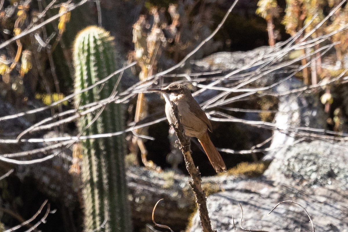 Bolivian Earthcreeper - ML624416292