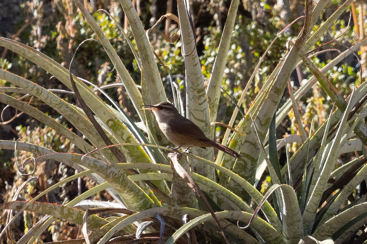 Bolivian Earthcreeper - ML624416293